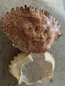 เปลือกหอยปูแห้งงานหัตถกรรมธรรมชาติเป็นมิตรกับสิ่งแวดล้อมสำหรับตกแต่งอาหารและศิลปะ - Product Image 2