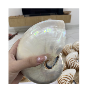 Decorative Nautilus Shell from Vietnam for Luxury Home Interiors and Collector Display Cabinets - Product Image 1