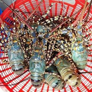 กุ้งมังกรสดคุณภาพสูง สดใหม่ จัดจำหน่ายในกล่อง-มีตัวเลือกขายส่ง - Product Image 2