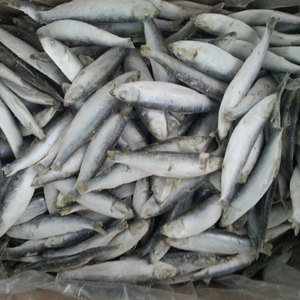 ปลาทะเลชนิดหนึ่งแช่แข็งปลาทะเลชนิดหนึ่งปลาสไปรท์แช่แข็งขนาดใหญ่หัวหางครีบกระดูกคุณสมบัติตามธรรมชาติที่อุดมไปด้วยวิตามินสำหรับขาย - Product Image 3