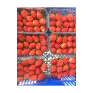 Kualitas Premium Terlaris Rasa Manis dan Lezat 100% Buah Asli Mesir Alami Stroberi Merah Segar dengan Harga Grosir