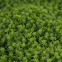 Panneaux de clôture en herbe de buis artificielle anti-UV protectrice contre les UV 54*54cm Ornements de jardin en plastique Décoration Mur vert Art artificiel