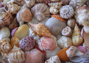 DECORACIÓN DE CONCHA NATURAL/GRADO ARTESANAL/ADECUADO PARA JOYERÍA, REGALOS Y PROYECTOS DE ARTESANÍA - Product Image 2