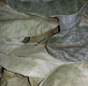 Vietnam Graviola <b>Tea</b> Leaves Naturally Dried for Aromatic Drinks and Daily Refreshing Use - Product Image 3