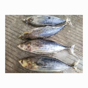 Skipjack ปลาทะเลแช่แข็ง - Product Image 6