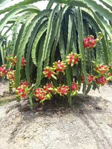 Fruit du dragon frais de catégorie supérieure du Vietnam pour l'exportation vers des supermarchés avec l'approvisionnement hebdomadaire stable - Product Image 6