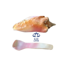 Cuchara de conchas de mar, cuchara de caviar, el mejor precio de Vietnam para la exportación - Product Image 3