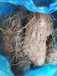 Taro congelé vietnamien digne de confiance des plus grandes marques alimentaires du monde - Product Image 3
