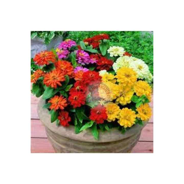 100 Seeds Rare Zinna Flower Seeds Zinna Flower Seed Potted Soil Our Gift