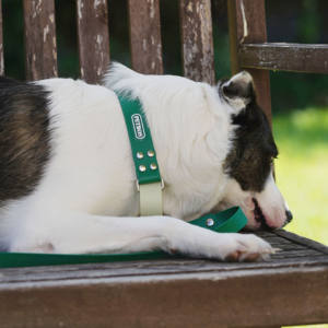 SUMMA Reflective Simple Modern Martingale <b>Collar</b> Rivet Solid Design (Durable Eco-Friendly <b>Waterproof</b> NYLON for <b>Dogs</b> Outdoor Use) - Product Image 1