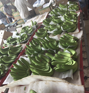 Plátano Cavendish Fresco de Vietnam Hecho con Fruta Seleccionada para Distribución Minorista, Servicio de Alimentos y Comercio Internacional - Product Image 5