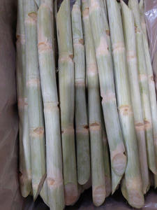 SUPERVENTAS AL POR MAYOR CAÑA DE AZÚCAR MORADA CONGELADA CALIDAD PREMIUM EXPORTACIÓN A GRANEL CAÑA DULCE NATURAL PROVEEDOR DE VIETNAM - Product Image 3