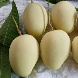 กล่องบรรจุภัณฑ์แบบน้ำซุปข้นปราศจากน้ำตาลมะม่วงสดมีแบรนด์448 337 0084 848 - Product Image 3