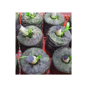 Pot de plantes à base de pépites de Coco, disque en fibre de Coco, pour la plantation, pastilles de noix de Coco, 99GD - Product Image 5