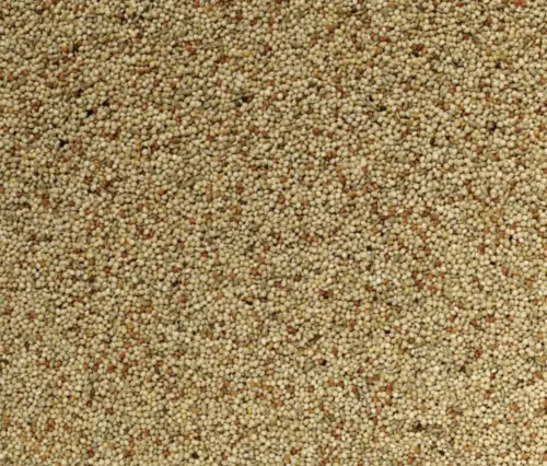 Grains de blé nettoyés et classés pour le remplissage des sacs thermiques et des sacs chauffants