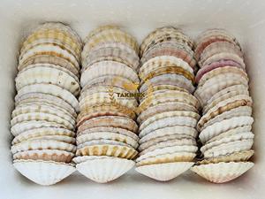 Coquilles de pétoncles sèches et propres pour la décoration en stock - Product Image 5