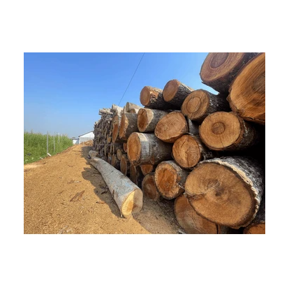 Meranti Logs - Direct from Forest, Wholesale Prices