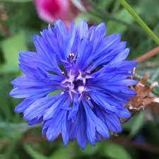 100% Pure & Natural Certified Cornflower <b>Hydrosol</b> Oil for Aromatherapy with Low Price and High Quality Bulk Exporter From India - Product Image 4