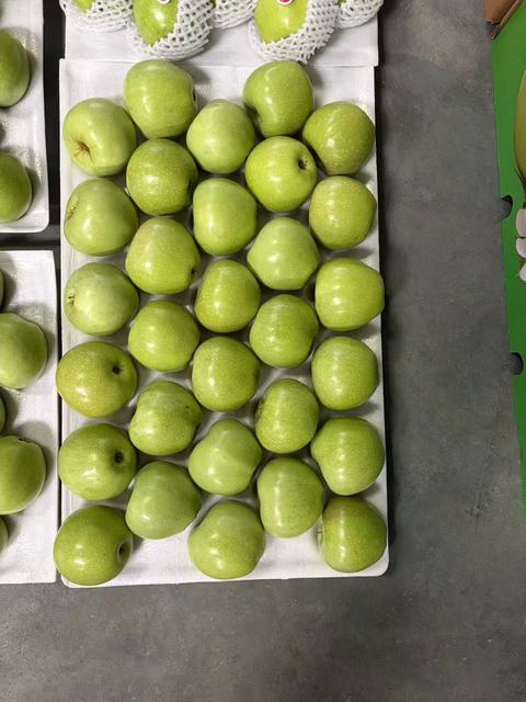 Chinese Sweet Green Apple, Green Qinguan Apple