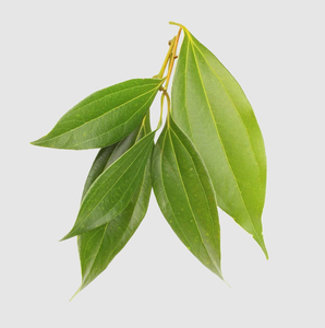 ใบอบเชยอบแห้งคุณภาพสูงสำหรับเครื่องเทศและกลิ่นหอม - Product Image 2