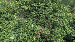 Semillas Híbridas Redondas de Pimiento Picante Queen F1 - Product Image 3