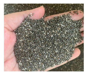 เมล็ดโหระพาบริสุทธิ์จาก100%: คุณภาพระดับพรีเมี่ยมจากเวียดนามเมล็ดโหระพาที่ดีที่สุดสำหรับการขายส่งความงามใบโหระพาธรรมชาติส่งออกที่เชื่อถือได้ - Product Image 6