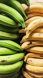 Exportateur mondial fiable de bananes vertes Cavendish biologiques fraîches en vrac - Product Image 6