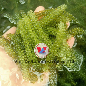 ผักกาดหอมจากทะเลจากเกาหลีที่เก็บเกี่ยวด้วยมือคุณภาพระดับพรีเมียมขนมซูเปอร์ฟู้ดจากแหล่งที่ยั่งยืนแห้งอย่างเชี่ยวชาญ - Product Image 4