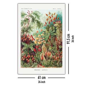 Ernst Haeckel's Modern 'Mosses' <b>Poster</b> Art Forms in Nature Plate 72 Black <b>Frame</b> Paper Wall Art - Product Image 4
