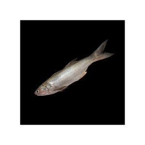 Filets de saumon kéta sauvage congelés de haute qualité frais et conservés dans la nature entiers avec tête et graisse emballés en vrac - Product Image 4