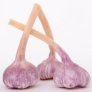 Nuevo cultivo pelado fresco Normal Blanco dientes de ajo a granel al por mayor - Product Image 6