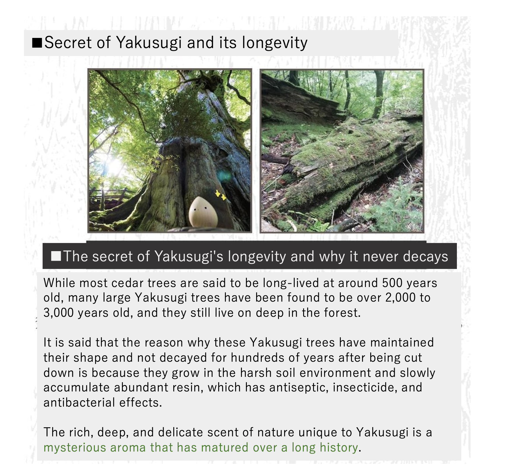 MADE IN JAPAN from Yakushima Island] Yakusugi Essencial oil