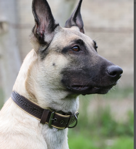 High Quality Green Leather Hound Dog <b>Collar</b> for Greyhound and Whippet - Product Image 1