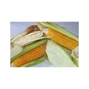 Alimentation animale de maïs jaune/consommation humaine jaune d'alimentation animale de maïs - Product Image 2