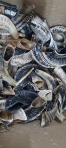 เขาแกะธรรมชาติขัดเงา ชอฟาร์ ของตกแต่งบ้านทางศาสนา เป็นมิตรกับสิ่งแวดล้อม คุณภาพสูง - Product Image 3