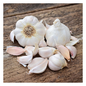 Ajo orgánico fresco de granja Aroma fuerte Sabor robusto Excelente para cocinar Decapado Tostado y Preparación de comidas diarias - Product Image 3