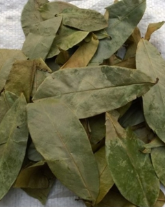 Hojas de guanábana de Vietnam / Ingrediente natural para el té - Product Image 1