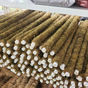 มอสป่าส sphagnum มอสแห้งสำหรับชุบต้นไม้ป้องกันความชื้นจากจังหวัด Cao Bang vietnams