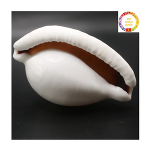 เปลือกหอยวัวสีขาวขัดไข่วัวธรรมชาติเป็นจำนวนมากสำหรับงานฝีมือ DIY และการตกแต่งชายฝั่ง - Product Image 5