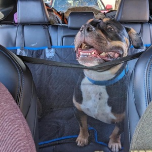 Qbellpet Barrière pour <span class=keywords><strong>chien</strong></span> de <span class=keywords><strong>voiture</strong></span> de haute qualité <span class=keywords><strong>Filet</strong></span> en maille robuste avec sangles élastiques pour un réglage facile du siège - Product Image 2