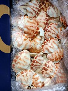 Wholesale Price Organic Carved <b>Crab</b> Seashell Beach <b>Decor</b> From Ba Ria-Vung Tau BLUE LOTUS Louis Model - Product Image 2
