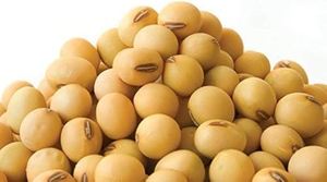 Soja entier de qualité supérieure, non OGM, nettoyé à la machine, pour l'exportation, fourni en vrac aux grossistes, aux transformateurs alimentaires et aux entreprises internationales - Product Image 5