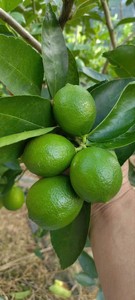 Chanh và chanh dây không hạt chất lượng cao từ Việt Nam, trái cây họ cam tươi ngon với giá xuất khẩu cạnh tranh - Product Image 5