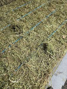 หญ้าชนิตสำหรับม้าและวัวควายอาหารสัตว์อายุการเก็บรักษา12เดือนบรรจุในถุง - Product Image 4