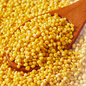 Original Organic White and Yellow <b>Millet</b> with Shell, High Export Quality <b>Millet</b>, Used for Gourmet Ingredients and Animal Feed - Product Image 2