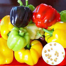 100 Pcs Seeds Colorful Colorful Bell Pepper Seeds Fresh Bell Pepper Potted Soil Gift
