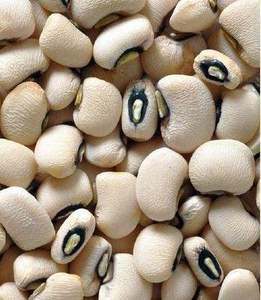 ถั่วแดงออร์แกนิคสำหรับอบแห้งแบบสดใหม่จำนวนเยอะสำหรับตลาดโลก - Product Image 3