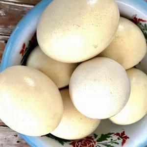 Œufs d'autruche, œufs à couver - Product Image 1