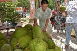 สับปะรดแช่แข็งขายดี จัดส่งเร็ว/ สับปะรดแช่แข็งธรรมชาติ คุณโซฟี - Product Image 6