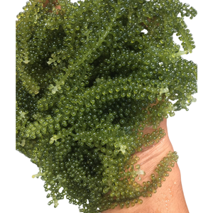 องุ่นทะเลออร์แกนิกอบแห้งสาหร่ายจากเวียดนาม/องุ่นทะเลอาหารออร์แกนิก - Product Image 1